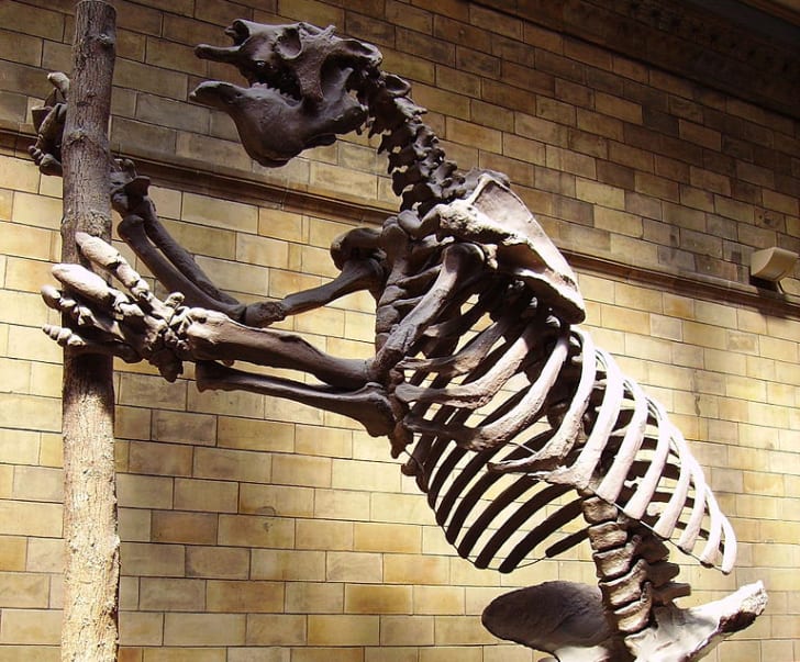 Esqueleto de un Perezoso Gigante